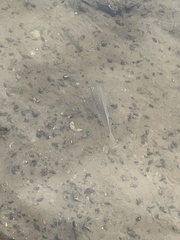 Oreochromis
