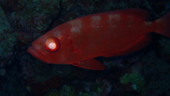 Heteropriacanthus carolinus