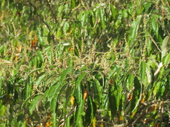 Croton gratissimus gratissimus