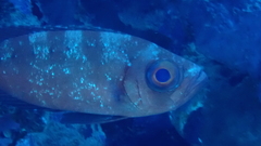 Priacanthus hamrur