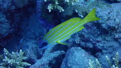 Lutjanus kasmira