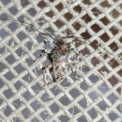 Cerambycidae
