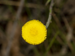 Coronidium scorpioides