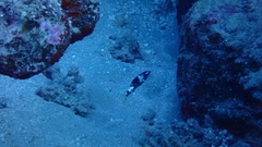 Halichoeres hortulanus