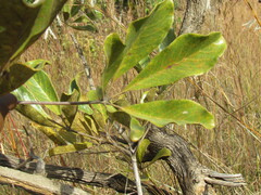 Vitex doniana