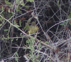 Chlorocichla flaviventris
