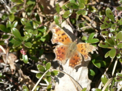 Polygonia comma