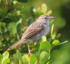 Cisticola subruficapilla