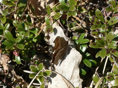 Polygonia comma