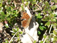 Polygonia comma