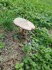 Volvopluteus gloiocephalus