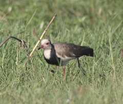 Vanellus crassirostris
