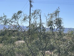 Prosopis glandulosa