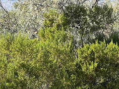Larrea tridentata