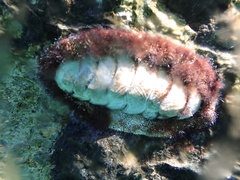Acanthopleura granulata
