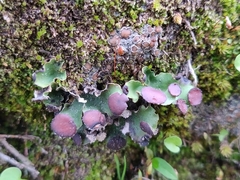 Peltigera venosa