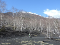 Betula pendula pendula