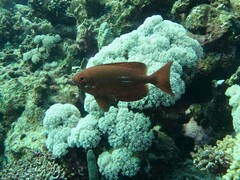 Priacanthus hamrur