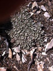 Eriogonum callistum
