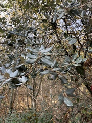 Quercus ilex