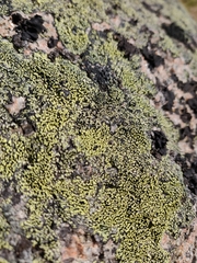 Rhizocarpon