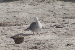 Streptopelia capicola