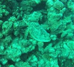 Eretmochelys imbricata