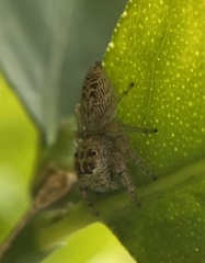 Opisthoncus nigrofemoratus