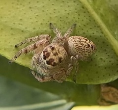 Opisthoncus nigrofemoratus