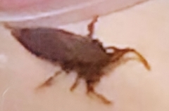 Lethocerus cordofanus