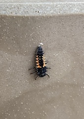 Harmonia axyridis