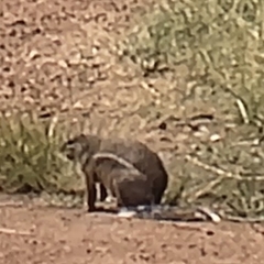 Euxerus erythropus
