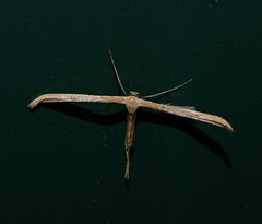 Emmelina monodactyla