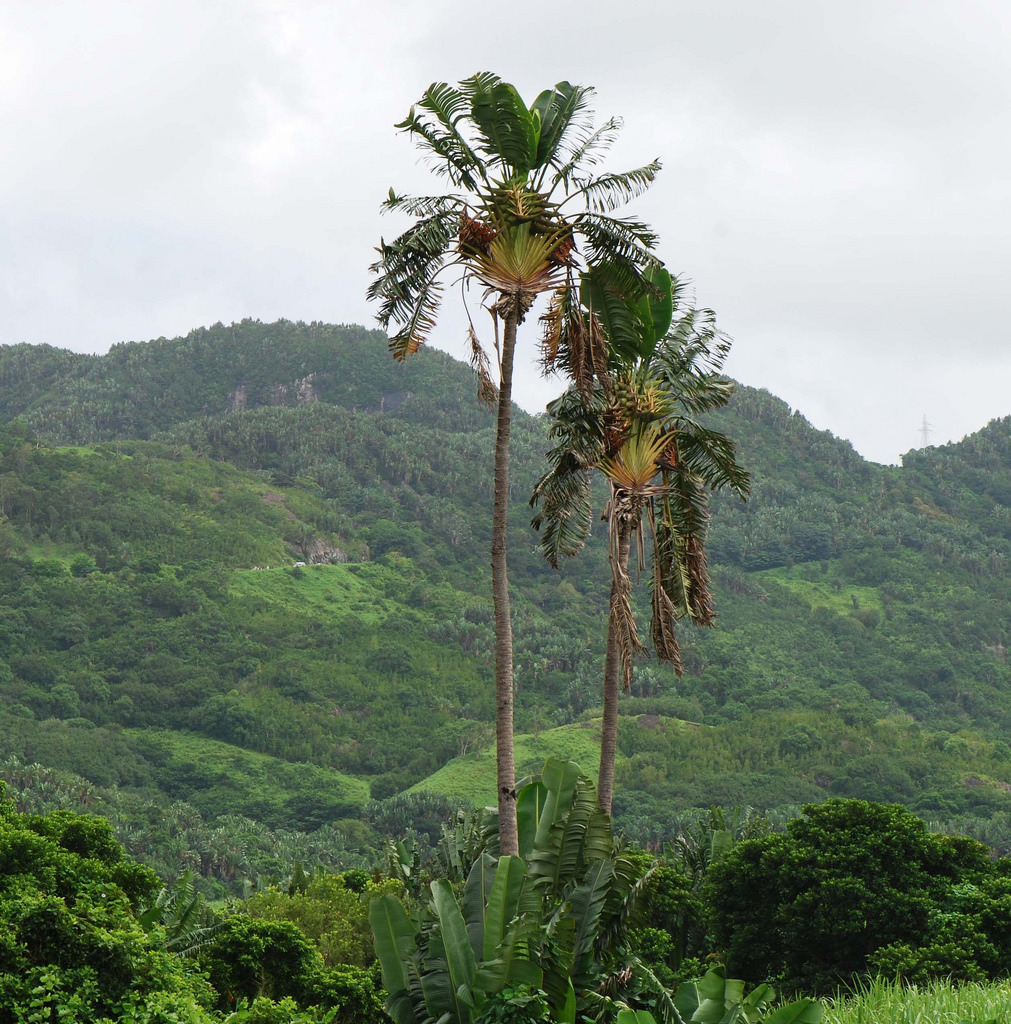 Image Traveller's tree (Ravenala madagascariensis), Singapore - 434104 -  Images of Plants and Gardens - botanikfoto