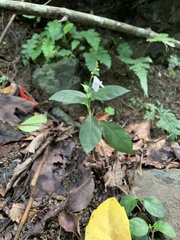 Codonacanthus pauciflorus