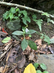 Codonacanthus pauciflorus