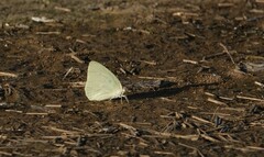 Catopsilia florella