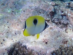 Chaetodon unimaculatus