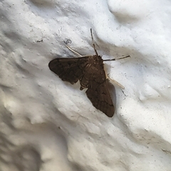 Herpetogramma phaeopteralis