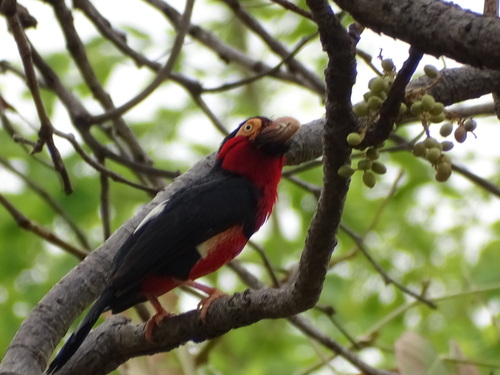Bearded Barbet