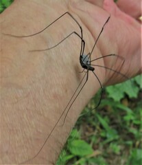 Rhampsinitus