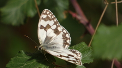 Melanargia lachesis