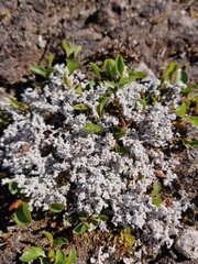 Stereocaulon rivulorum