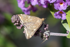 Loxostege munroealis