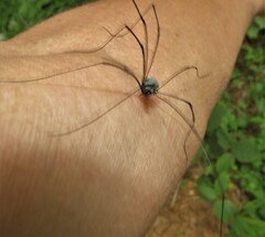 Rhampsinitus