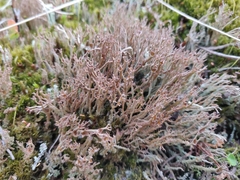 Cladonia crispata