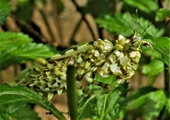 Pseudocreobotra amarae