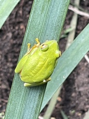 Hyperolius tuberilinguis