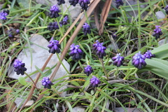 Muscari commutatum