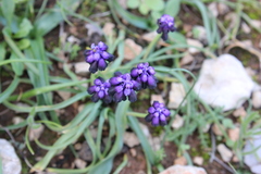 Muscari commutatum